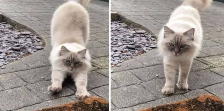 Як коти проявляють любов, ознаки, за якими можна зрозуміти, що кіт вас любить і довіряє