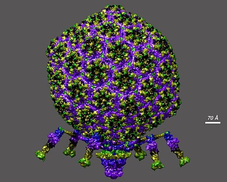 бактериофаг вирус Т7