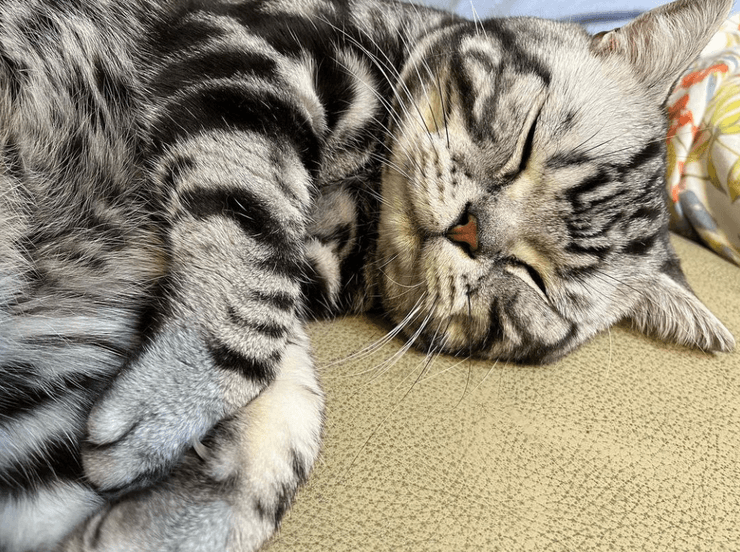 Американский короткошерстный кот, американский кот, кот, домашний кот