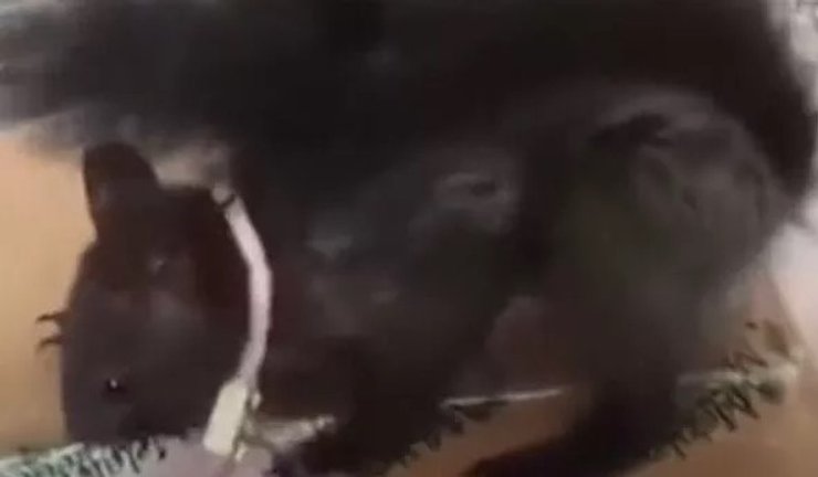 білка, пошук наркотиків