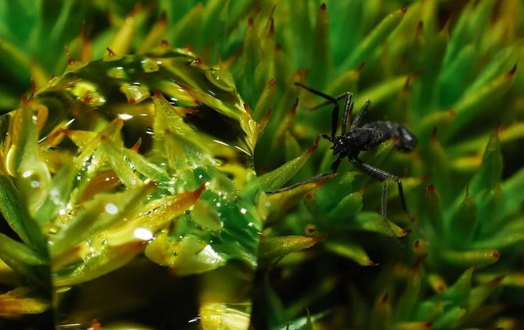 антарктическая мошка