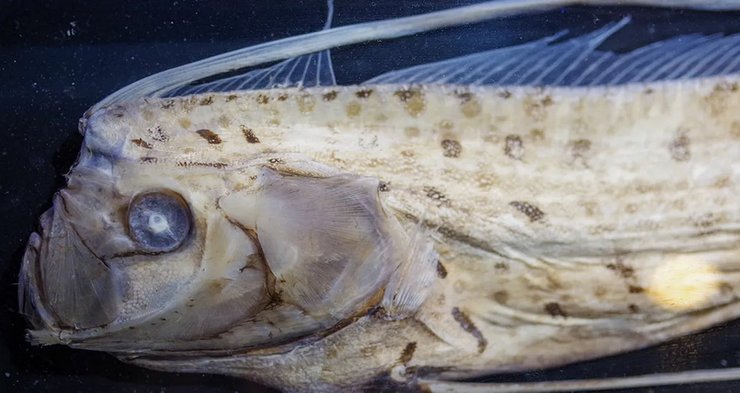 Сельдяной король