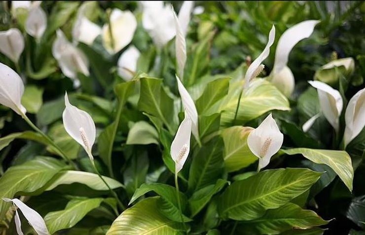 Лилия мира опасна для детей и животных.