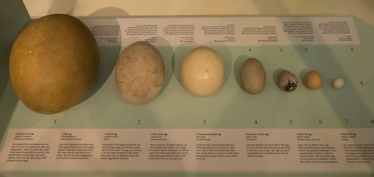 найбільші яйця зразки