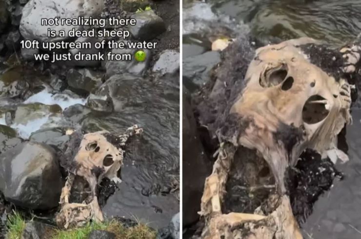 Туристы выпили воды из ручья, но увидели там кое-что неожиданное, путешествия, интересные истории