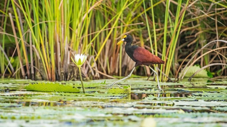 мангровая экосистема, вода, птица, цветок, корни, снимок