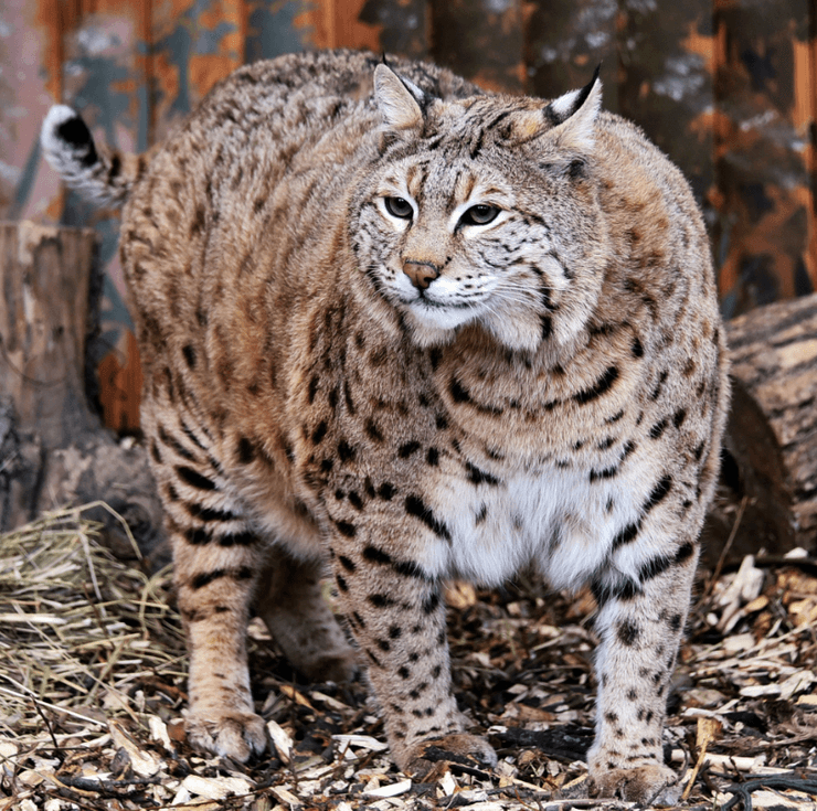 Рись Степан погладшав