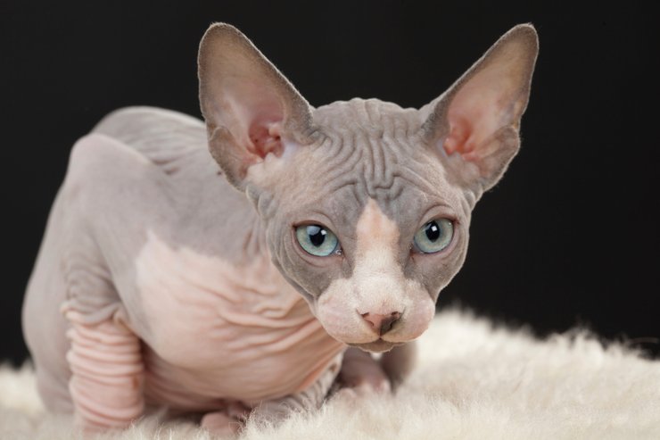 ласковая кошка, какие породы котов самые ласковые, ласковые котики, как выбрать ласкового кота, сфинкс