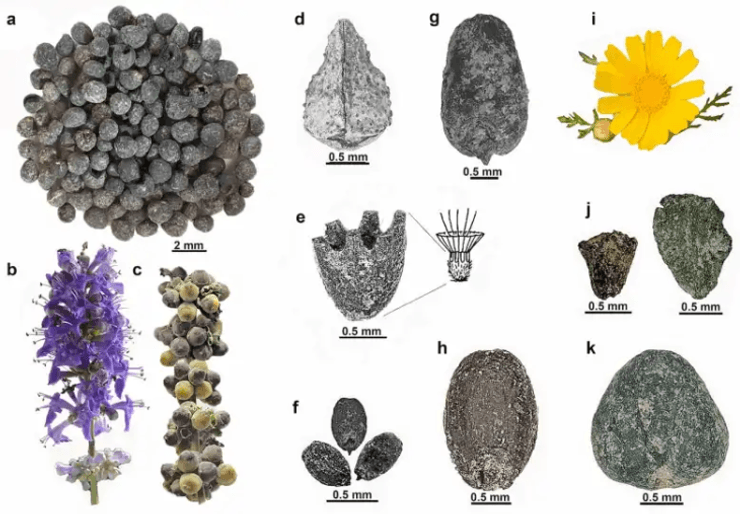філістимляни, Ізраїль, залізний вік, історія, квіти, рослини, ритуал, релігія, насіння, плід, осінь, храм, культура, традиція, археологія, археологи, фрукти