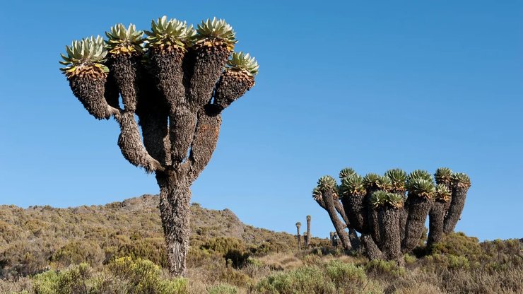 гигантский крестовик