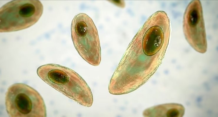Toxoplasma gondii
