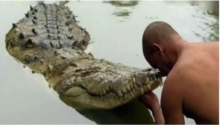 крокодил, Індія, буддійський храм