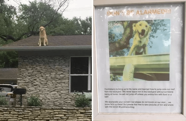 Собака на крыше, собака, домашнее животное, любит сидеть на крыше, постоянно сидит на крыше, обеспокоенные соседи, табличка
