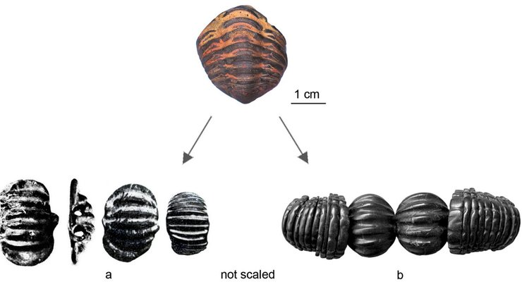 бусины, трилобиты, окаменелости