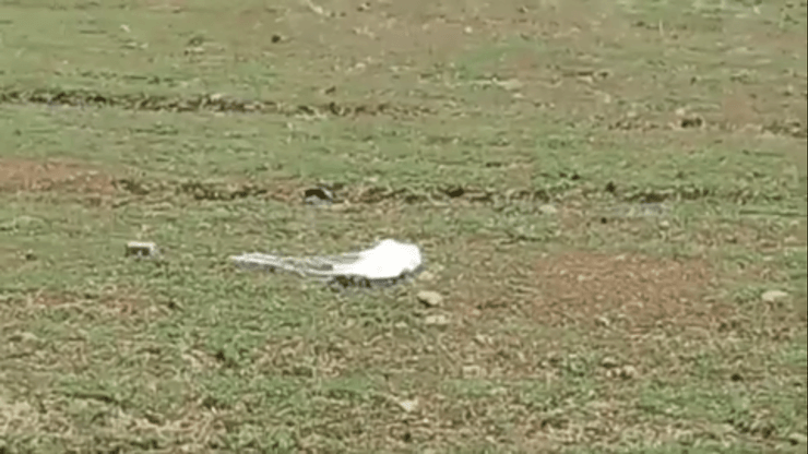 парашут, поле, фото