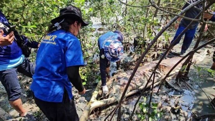 Инопланетного монстра нашли на побережье Таиланда, находка, курьезы, интересные истории, животные