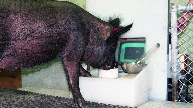 свинья играет в игру