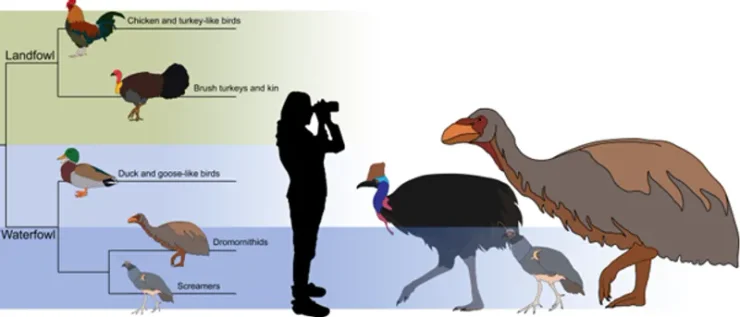 череп, окаменелость, птица, клюв, Австралия, утка, озеро, останки, голова, исследование, описание