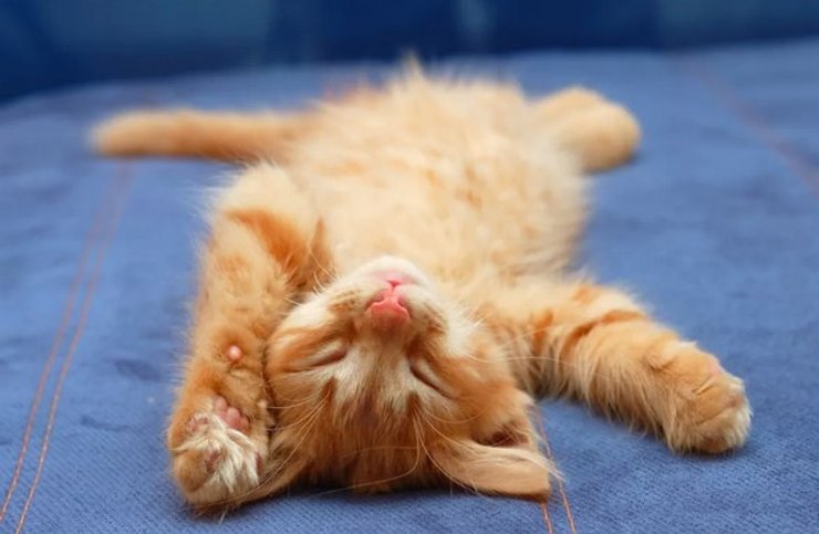 кішка лежить і муркоче