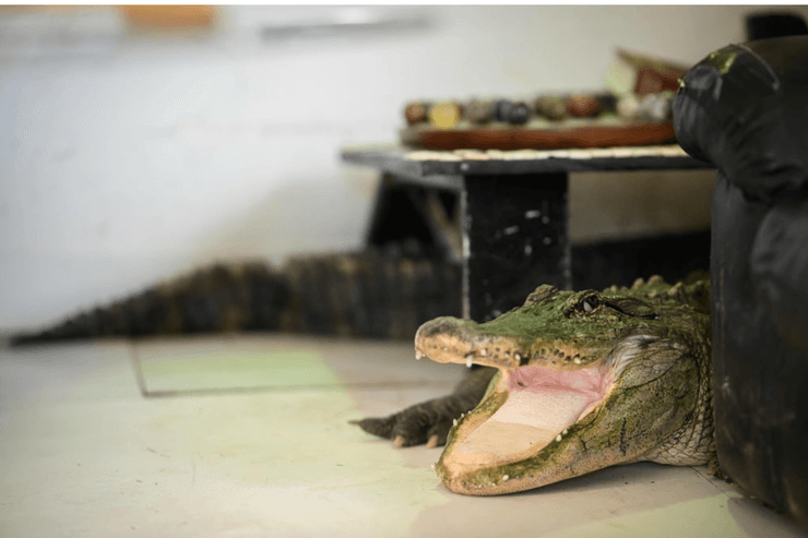 Екзотичні тварини в будинку