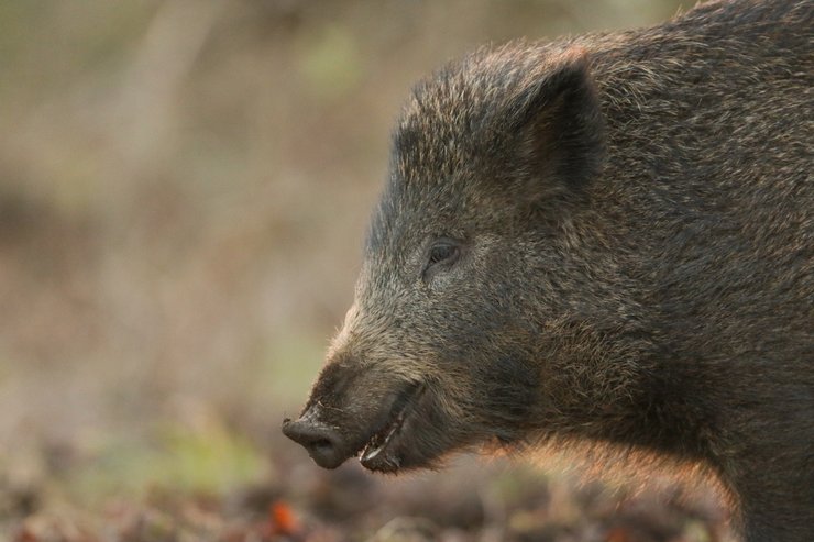 свині, кабан, гібрид, суперсвиня, порода, риси, продуктивність, вид, місцеві тварини, інвазивний вид, порося, домашні тварини, сільське господарство