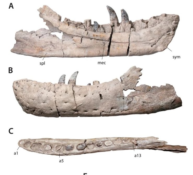 кости, динозавр