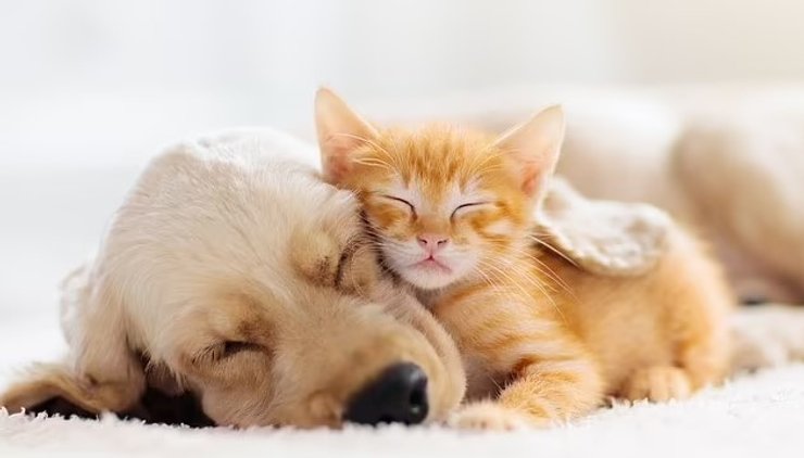 Владельцы кошек и собак умнее владельцев рыбок и птиц