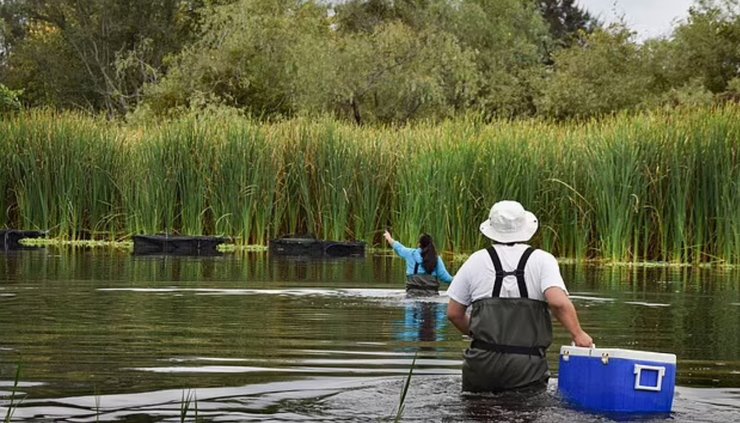 Річка Теучітлан, випуск риби