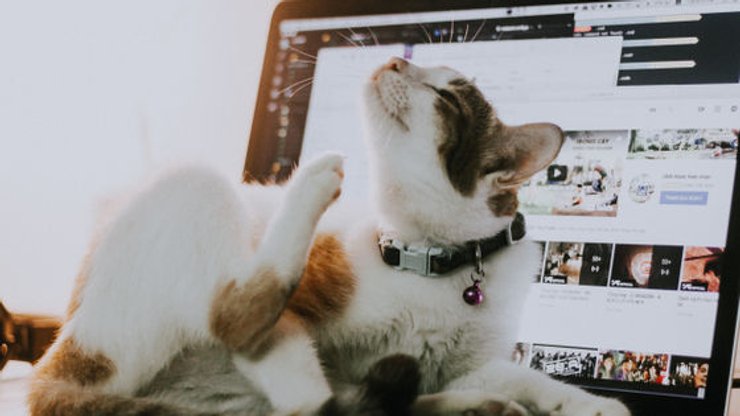 Кіт, кішка, домашні тварини, дресирування кішки, дресирування тварин, кіт лежить на столі, дитячий садок для тварин,