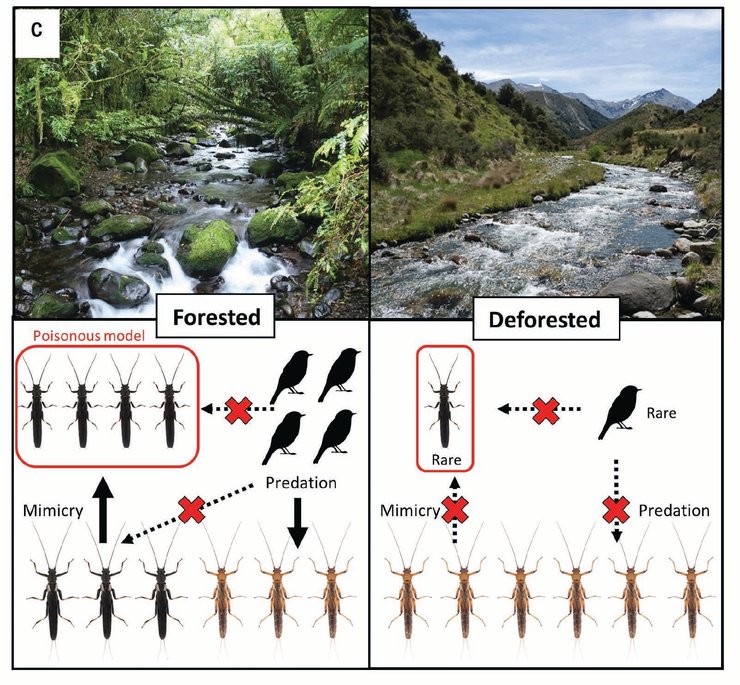 насекомое веснянка