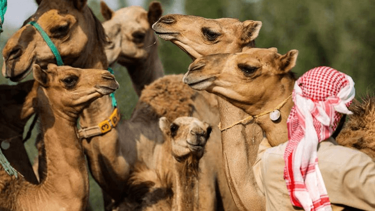 Клонированные верблюды в Дубае, ОАЭ