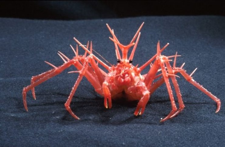 королівський краб