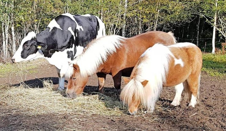 Корова Хильда