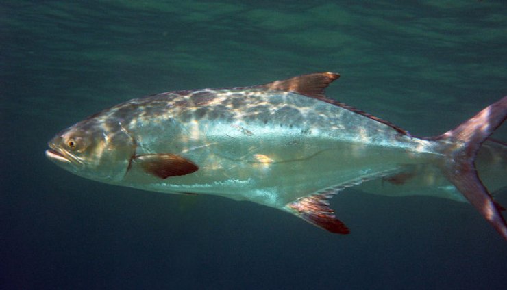 обыкновенная лихия, рыба, вода, фото