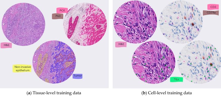біомаркери