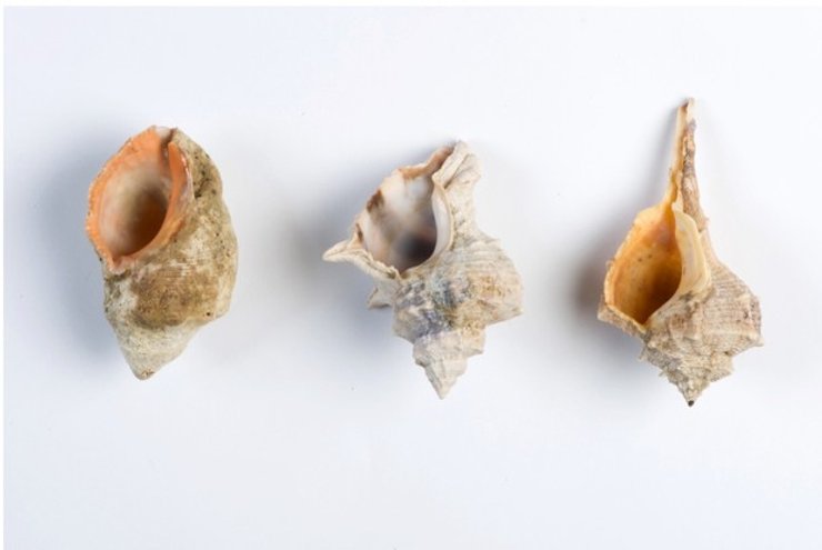 раковины, черепки, моллюски