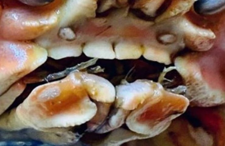 краб, зубы, фото