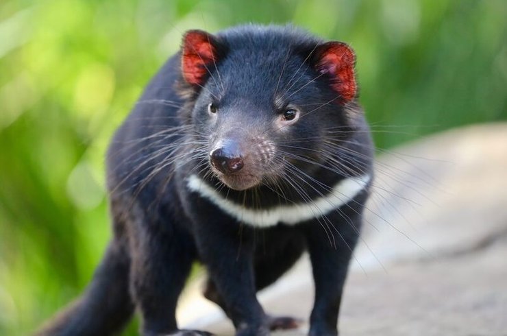 тасманский дьявол