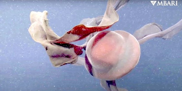 давня медуза