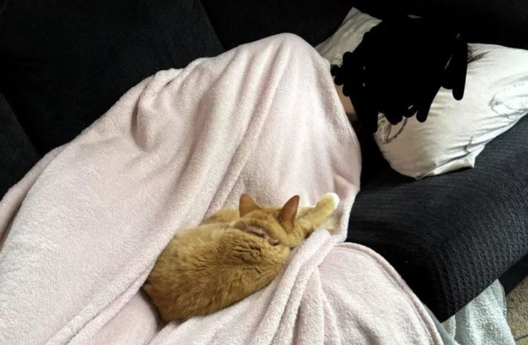 Домашні улюбленці, тварини, коти, приколи, курйози, цікаві історії, неймовірні випадки з життя