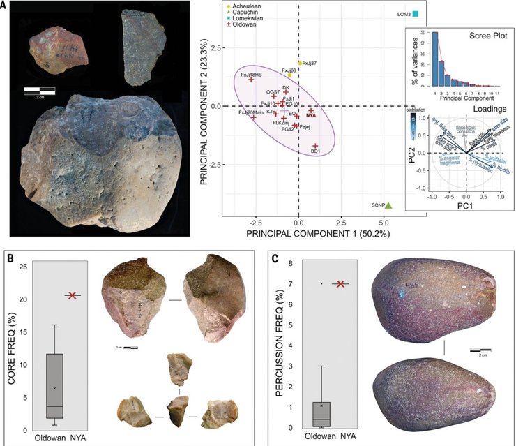 парантропы, инструменты