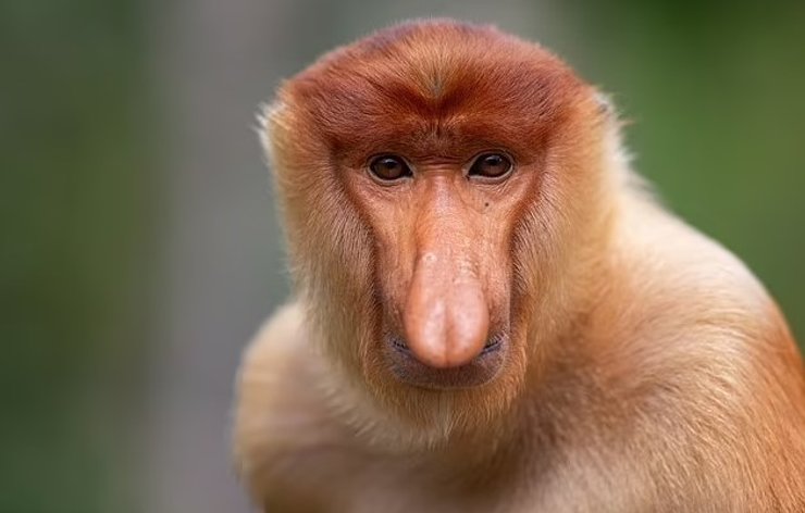 нос обезьяна хоботок