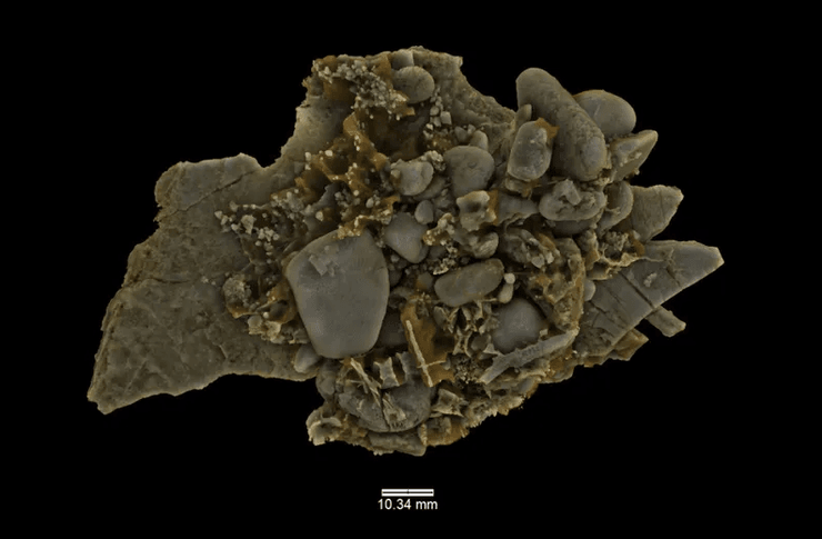 исследования, останки, плезиозавр, динозавр, морские рептилии, окаменелость, австралия, животные, древние животные, ископаемые животные, вымершие животные, новый вид