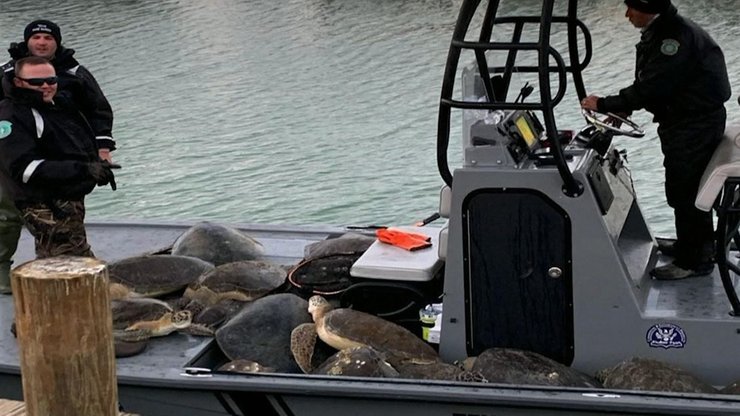 Техас, Черепахи, Волонтеры, Непогода, Морозы