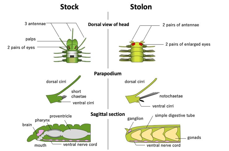 морський черв'як столон