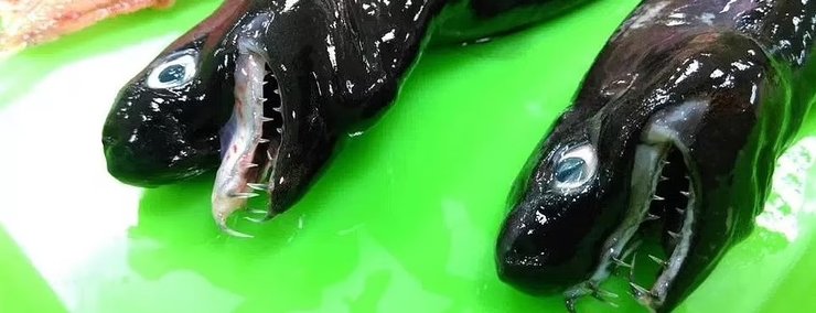 акула, акула веном