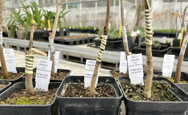 дерево робін гуда саджанці