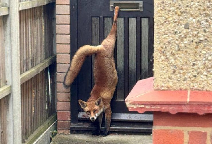 Лиса застряла в дверях возле почтового ящика в городском дворе