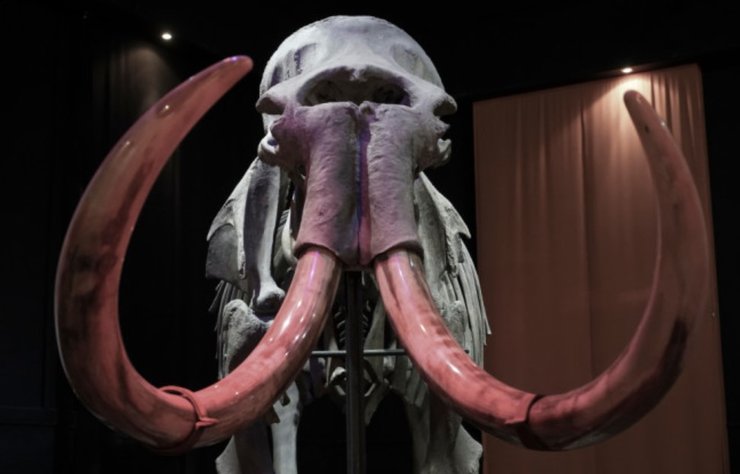 мамонт, череп мамонта, скелет мамонта, доисторические животные, миф о циклопах, циклопы