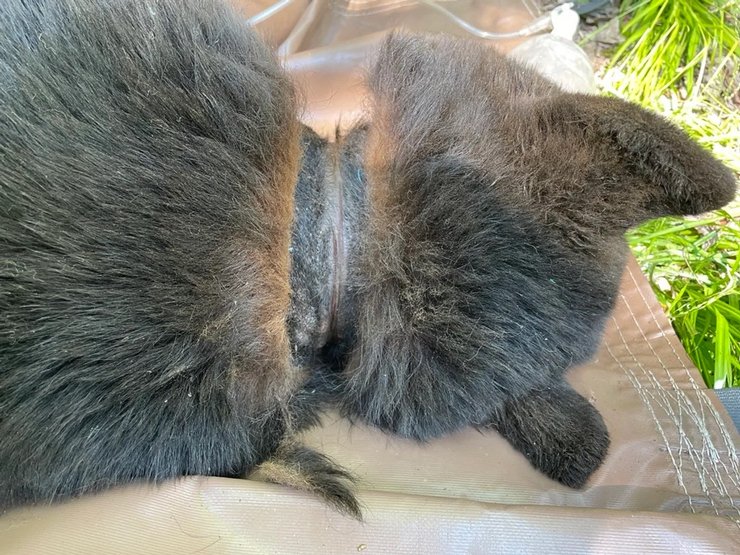 медведь шрам